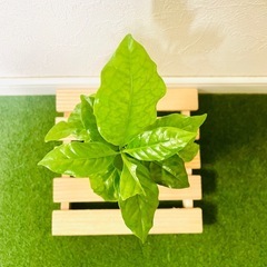 コーヒーの木　アラビカ　観葉植物　ハイドロカルチャーの画像
