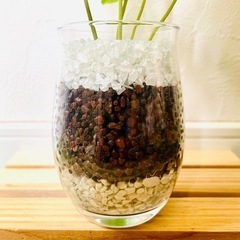 コーヒーの木　アラビカ　観葉植物　ハイドロカルチャーの画像