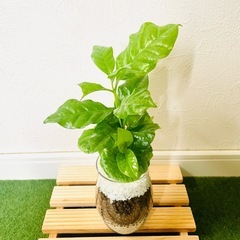 コーヒーの木　アラビカ　観葉植物　ハイドロカルチャーの画像