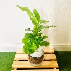 コーヒーの木　アラビカ　観葉植物　ハイドロカルチャーの画像