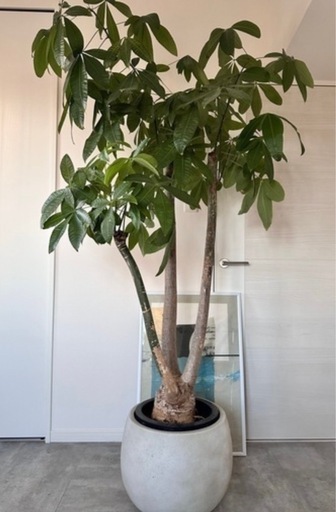 パキラ　鉢カバー込み　観葉植物