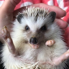 ハリネズミくん🦔💕