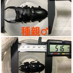能勢YG血統 国産オオクワガタ 初令〜2令幼虫 5頭 （♂87.3㎜×♀50.1㎜ が3頭、♂87.1㎜×♀51.6㎜が2頭 ）120cc菌糸プリンカップ入の画像
