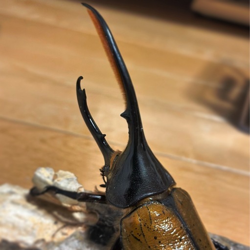 ヘラクレスオオカブト(リッキー)成虫ペア