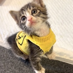 🍒【9/28小倉南区譲渡会】【よしくん】甘えん坊な男の子、1.5ヶ月