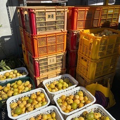 収穫かご、コンテナかご、みかんコンテナ求む！（今帰仁村）