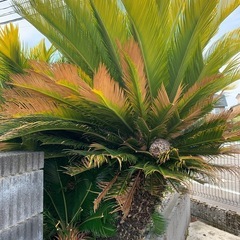 ソテツの画像