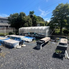 めだか屋やってます！！