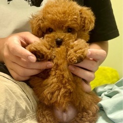 トイプードル4ヶ月　ティーカップ予想　レッドの可愛い男の子