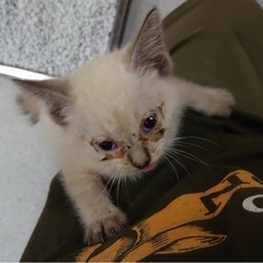 本日、保護した仔猫です。