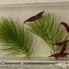 【値段未決定品種】  【濃厚レッドシュリンプ】  【濃厚ワインレッド】(カラーチェリーシュリンプ) 交渉品種  の画像