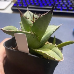 多肉植物　アガベ　チタノタ③　オテロイの画像