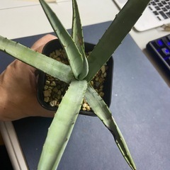 他t肉植物　アガベ　マクロアカンサ①の画像