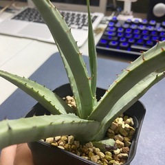 他t肉植物　アガベ　マクロアカンサ①の画像