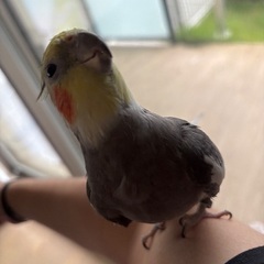オカメインコ　6年6ヶ月オス