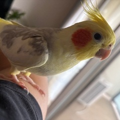 オカメインコ　５年10ヶ月オス