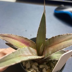 多肉植物　アガベ ケルチョベイ　フアジャパンレッドの画像