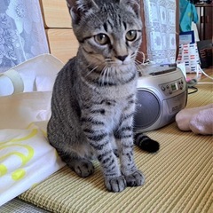 人懐こいキジトラの女の子