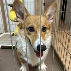 里親探してます