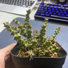塊根植物　多肉植物　ユーフォルビア　レネウトニー③の画像