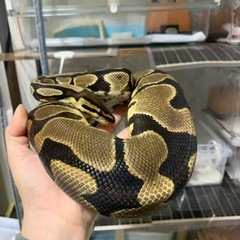 ボールパイソン