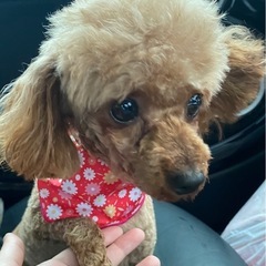 里親探してます 🐾
