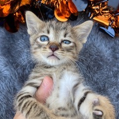 岡山市保健所⭐︎イケメン子猫男子！