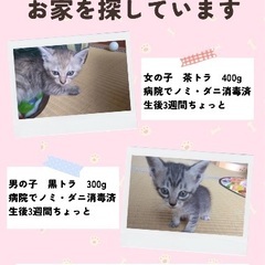 3ヶ月のオスの子猫、里親募集です。