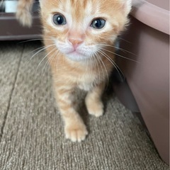 生後約3週間の子猫