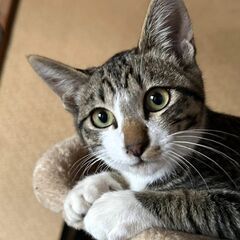 【とく♂】キジ白子猫／生後3ヶ月※代理投稿 