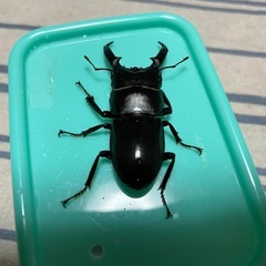 ツシマヒラタクワガタペアの画像