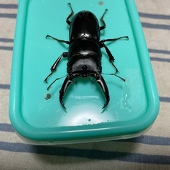 ツシマヒラタクワガタペアの画像