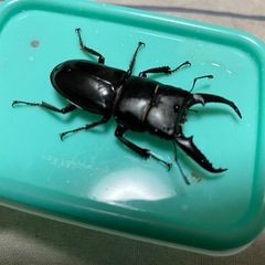 ツシマヒラタクワガタペアの画像
