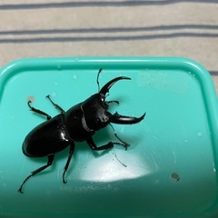 対馬ヒラタクワガタペアの画像