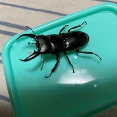 対馬ヒラタクワガタペアの画像