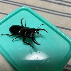 対馬ヒラタクワガタペアの画像