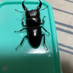 対馬ヒラタクワガタペアの画像