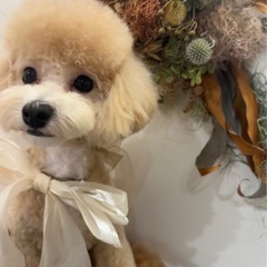 犬友募集