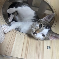 こねこちゃん