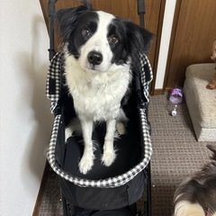 ぺっとかーとペの画像