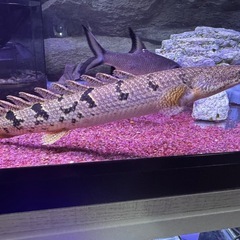 ポリプテルスデルヘッジの画像