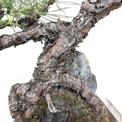 【中品盆栽】黒松の画像