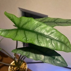 観葉植物アロカシア　ヘテロフィラ　メタリックブルーの画像