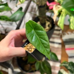 観葉植物アロカシア　ヘテロフィラ　メタリックブルーの画像