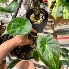 観葉植物　アロカシア　リーガルシールドの画像