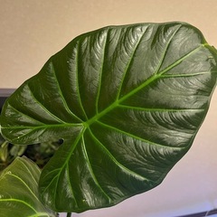 観葉植物　アロカシア　リーガルシールドの画像
