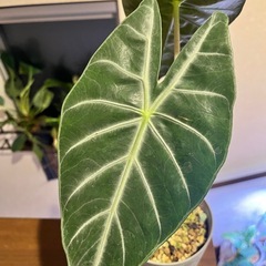 観葉植物　アロカシア　ナイロビナイツの画像