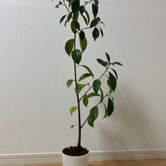 ガジュマルの挿し木の画像
