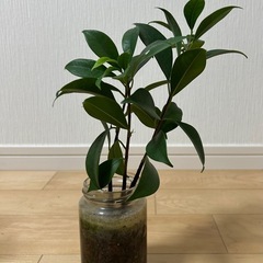 ガジュマルの挿し木の画像