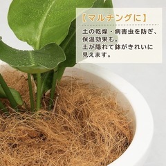 植物などに/ココヤシファイバー/300gの画像